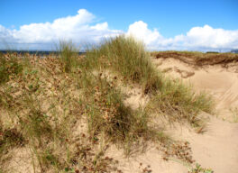 Coastal dunes